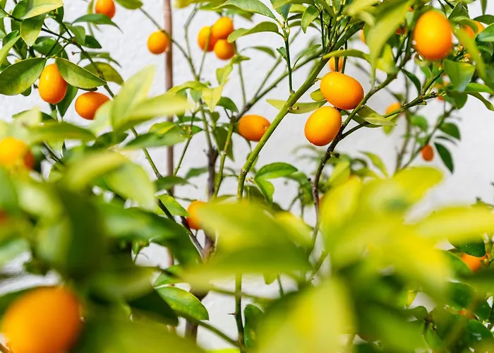 Colina Del Bajondillo Torremolinos