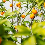 Colina Del Bajondillo Torremolinos